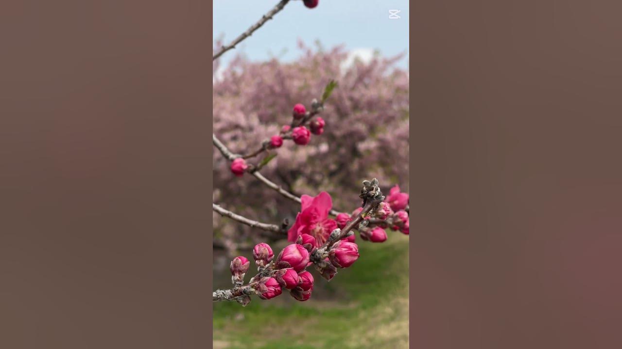 Beautiful red apricot blossoms swaying in the wind #flowers #spring #nature #garden Beautiful red apricot blossoms swaying in the wind #flowers #spring #nature #garden