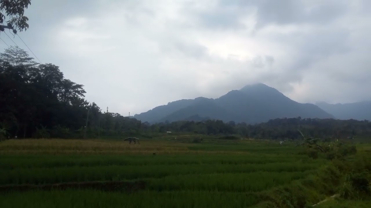 Pesawahan desa karang kancana kab kuningan #sawah # (@andinugroho_hl9rj )