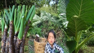 An orphan girl harvests giant taro tubers and goes to the market to sell and take care of vegetables