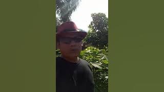 NYATA BEDANYA!!! UBI KAYU YANG MENGGUNAKAN ECO FARMING