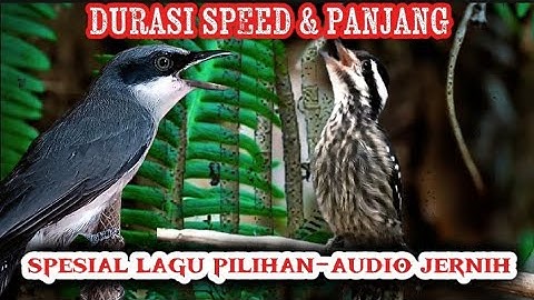 Duet Materi panjang panjag | jinjing petulak & pelatuk beras