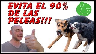 Cómo HACER que mi PERRO me HAGA CASO y OBEDEZCA (Obediencia Extrema)