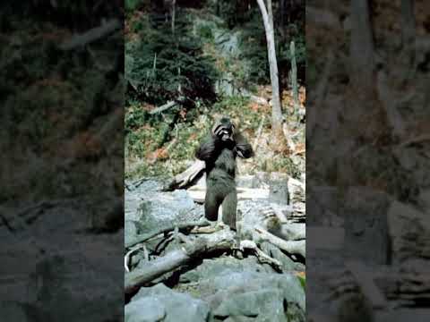 Bigfoot mystery solved!