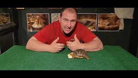 Pyramiding in Tortoise Shell