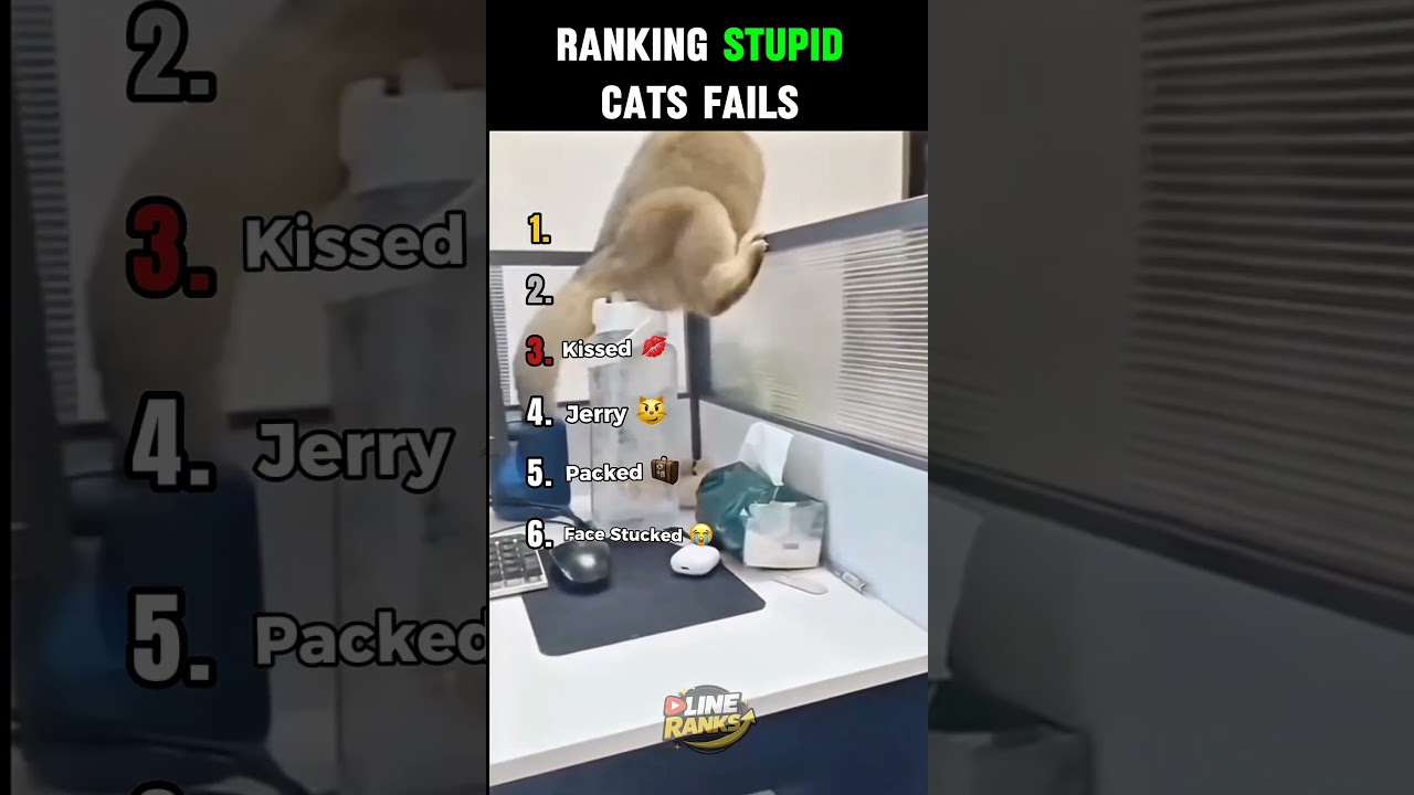 Ranking Stupid Cat Fails 😹😂 