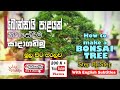 බොන්සායි පැළයක් සාදා ගනිමු  - How to make a Bonsai Tree (step by step) 200 K+ YouTube Views