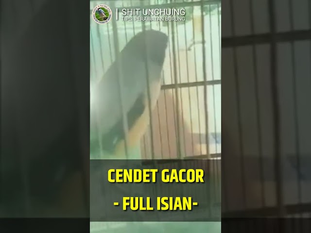 Burung Cendet gacor full isian class=