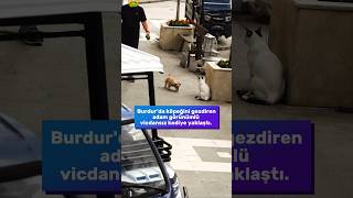Burdur'da köpeğini gezdiren adam görünümlü vicdansız kediye tekme attı 😿 #kedilervadisi #kedi #haber
