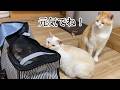 巣立っていく子猫から離れない先住猫