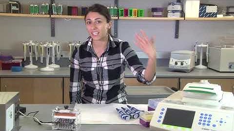 ABE Colony PCR Overview