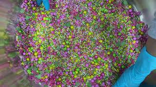 Flamingo Floatie Sprinkle Mixing!