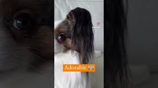 Peanut the Papillon too Adorable  | #peanutthepapillon #thesimplesons