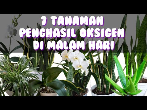 Video: Adakah peace lily mengeluarkan oksigen pada waktu malam?