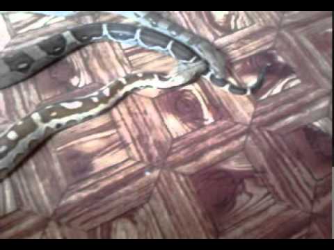 blood python and red tail boa chillin out of their cage 2
