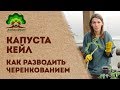 Капуста Кейл Как Разводить Черенкованием