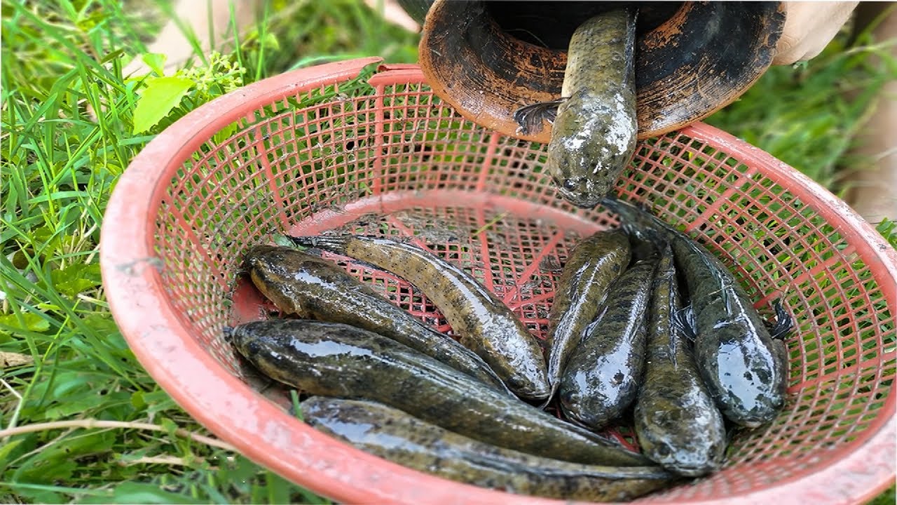 Amazing Deep Hole Fishing Trap | Unique Fish Trapping Under Big Pottery Pot