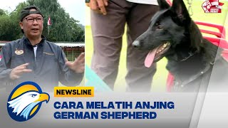 Cara Melatih Anjing German Shepherd