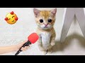 面白い動物たちがあなたを止まらない笑いに送り込むよ😂