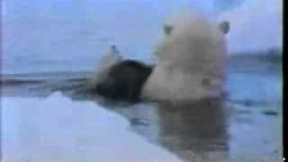 Hinterland Who's Who PSA (Polar Bears)