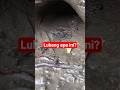 Bongkar Lubang! apakah ikan gabus akan tertangkap?