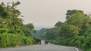 Wild Elephant | Baby Elephant | Forest Manash Assam | Indo Bhutan Road