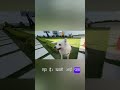 ओरियो की शादी की घंटियाँ  🐶💍