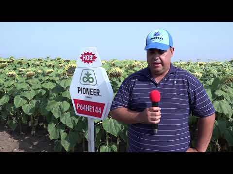 Видео: Растения за отглеждане с царевица: Кои са добри компаньонни растения за царевица