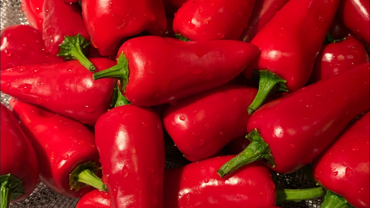 Esquebec pepper harvest