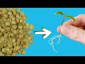 How to start seeds for hydroponics