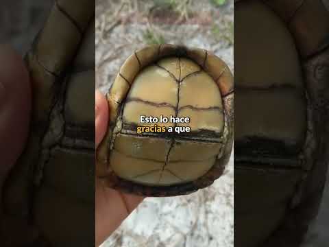 Video: ¿Cuántas tortugas de caparazón blando quedan en el mundo?