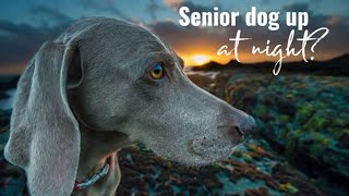 Insomnia In Senior Dogs - The Buzby Dog Podcast