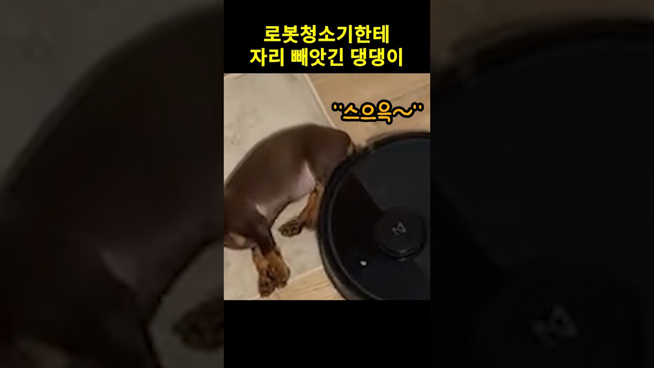 로봇청소기한테 자리 빼앗긴 댕댕이