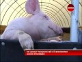 Даноша побудувала п ятий свинокомплекс 