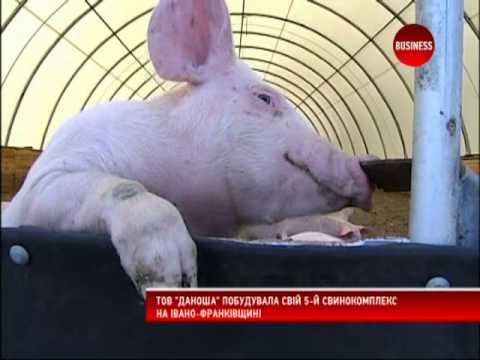 Даноша побудувала п ятий свинокомплекс 