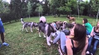Схватка собак, бои и драки на пикнике, хаски , маламут, щенки/ Dogs fights, fights on a pcnic Схватка собак, бои и драки на пикнике, хаски , маламут, щенки/ Dogs fights, fights on a pcnic