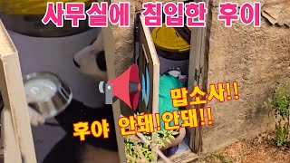 맙소사!!  시트콤 통바오...통후이관람객 탄성 후이바오 는 즉흥적으로 사무실에 침입했다“안돼!안돼!!”작은할부지의 다급한 목소맄ㅋㅋㅋ