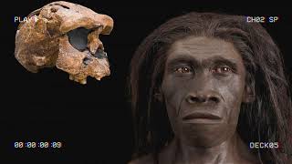 Historic Fossil Discoveries of the First Humans in Eurasia