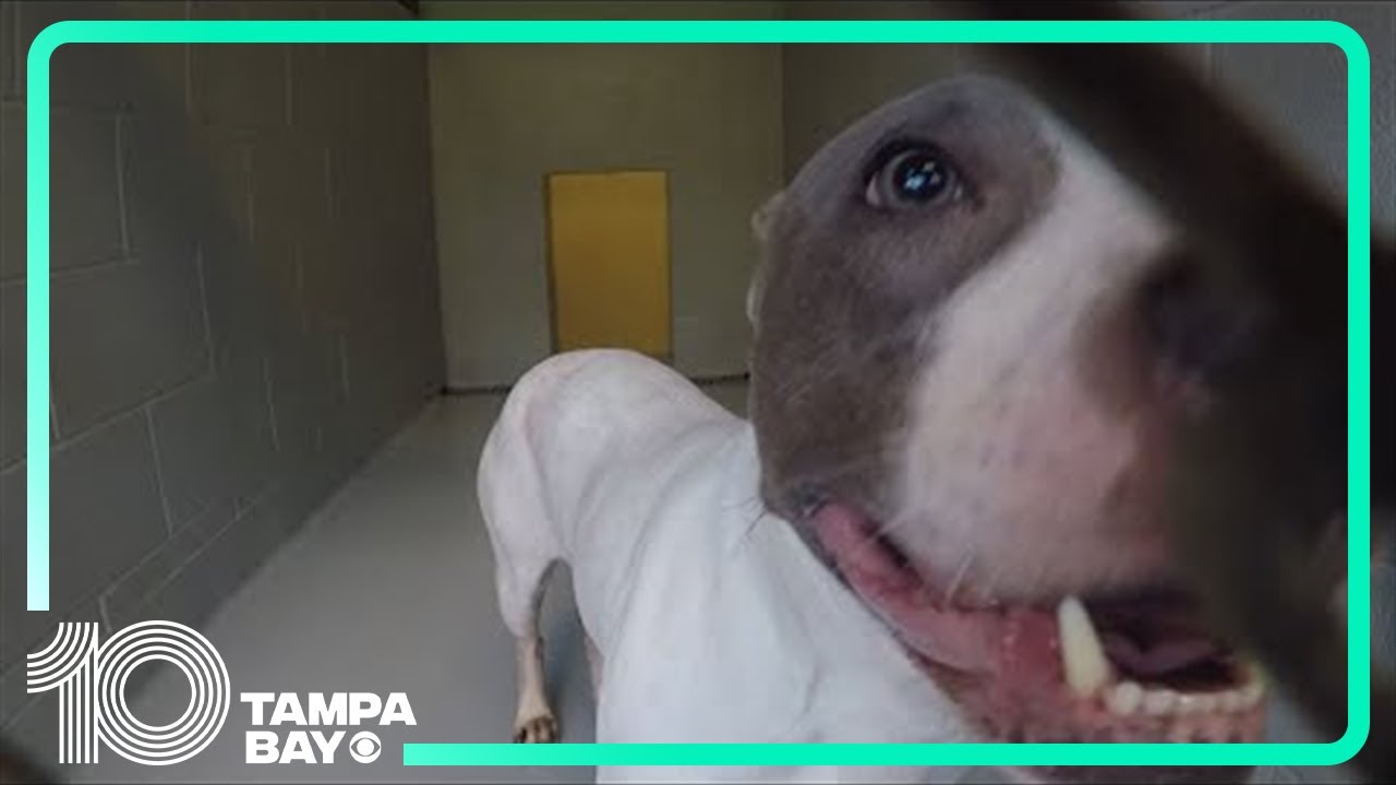 Hernando County Sheriff's Office taking over responsibility of animal services, county shelter