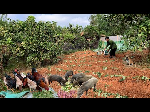 Expand the farm area to grow sweet potatoes, a food source for pigs and chickens