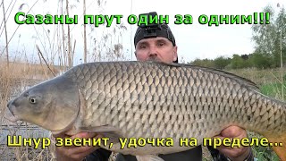 😱 Я в ШОКЕ от таких РЫБ! 😱 Дикие КАРПЫ жируют на весенних разливах. 🔥 Рыбалка на карпа весной 🔥