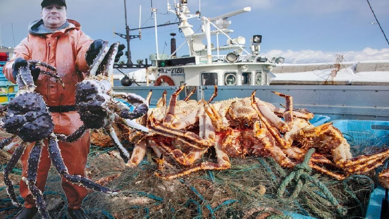 Everyone should watch this Fishermen's video - Catch Giant Alaska King Crab  with Fishing Net 