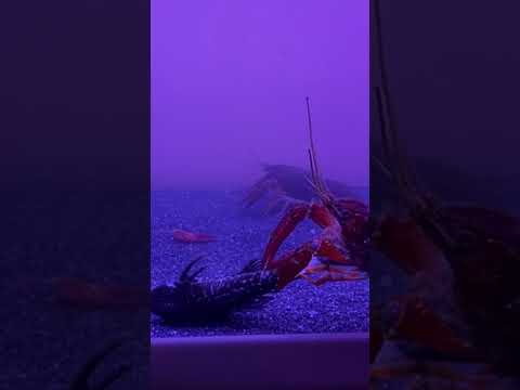 حكم القوي على الضعيف