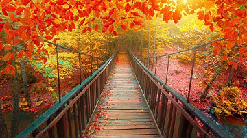 Autumn Scenery, New England Fall Foliage, Acoustic Relaxing Guitar Music "Beginning of Autumn"