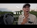 Three Cub Surprise | WILDwatch Virtual Safari Ep4