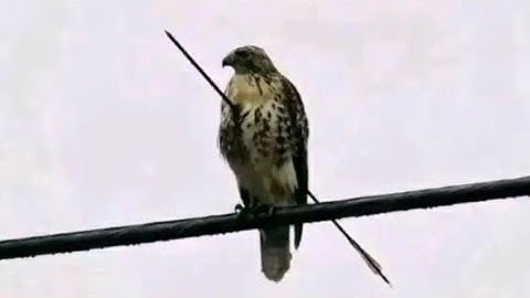 Chaos room collab hosted by Hyeeon entry I Sticknodes Animation