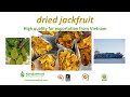 Natural dried jackfruit for exportation from vietnam