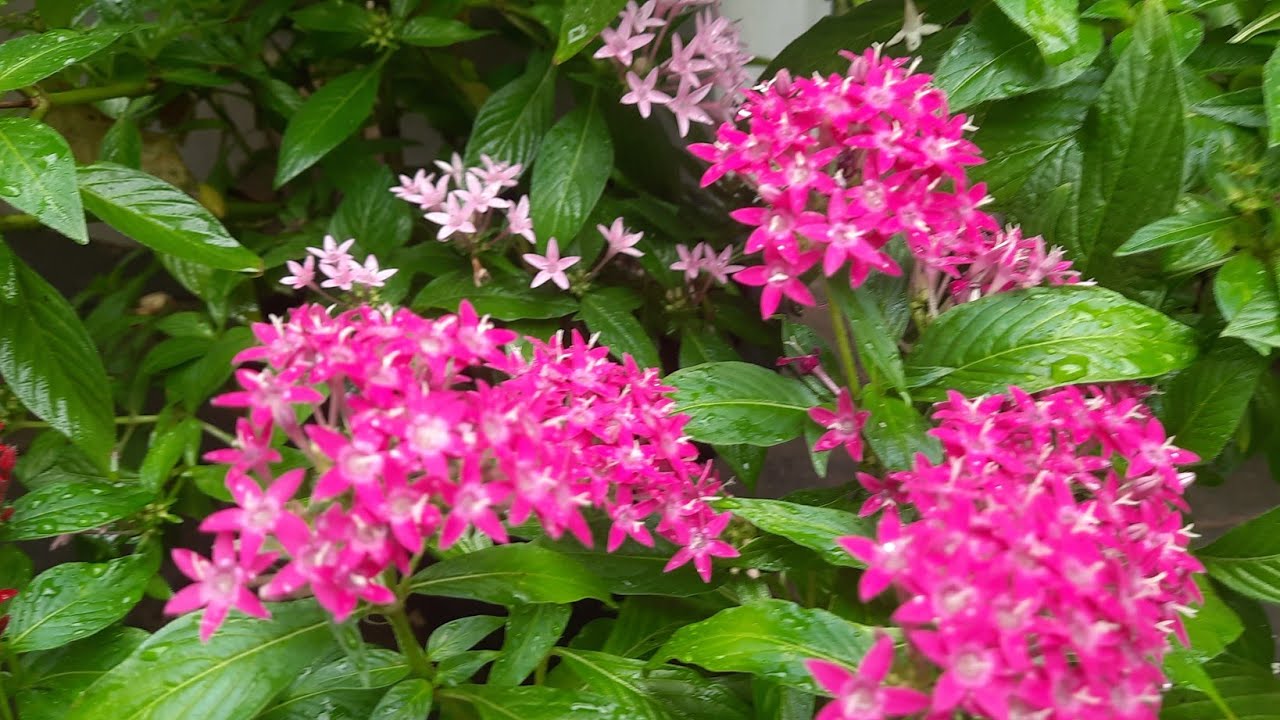 මගේ මිදුල  ලස්සන කරන ලස්සන මල් ...... beautiful flowers in my garden 