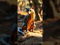 Mongoose Snake Hybrid Revealed | Deadly Creature Short