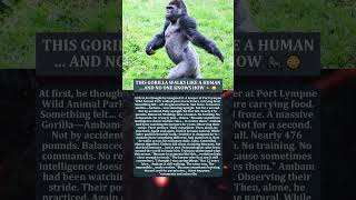 This Gorilla Walks Like A Human And No One Knows How