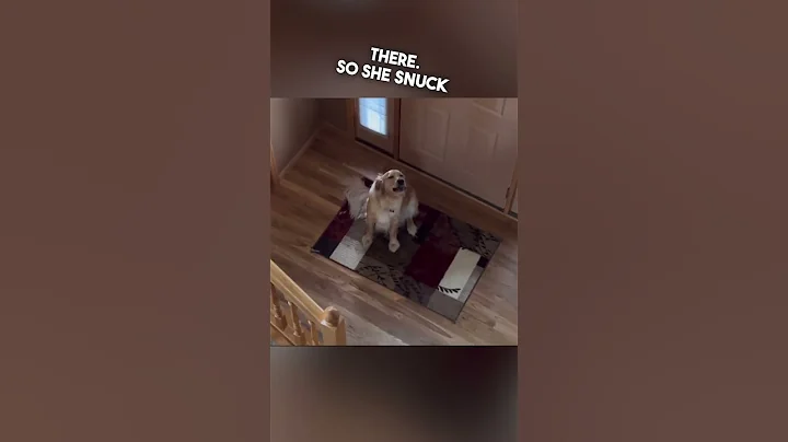 Dog thought his owner left home and then was surprised 😂 - DayDayNews